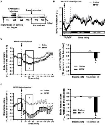 Frontiers Cold Exposure After Exercise Impedes The Neuroprotective